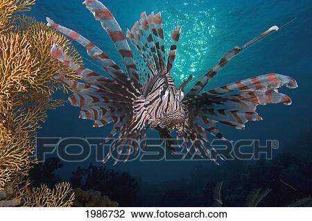 Stock Image - Indonesia, Lionfish (Pterois Volitans) Floating Peacefully Above The Reef.. Fotosearch
