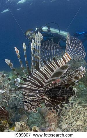 Stock Photo - Indonesia, Lionfish (Pterois Volitans) With Diver In The Background.. Fotosearch