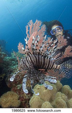 Indonesia, Lionfish (Pterois Volitans) And A Diver. View Large Photo Image Stock Photography - Indonesia, Lionfish (Pterois Volitans) And A Diver.. Fotosearch