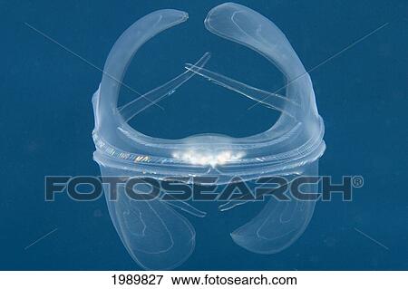 Indonesia, Lobate Comb Jelly (Ocryopsis Maculata) Floating Close-Up. View Large Photo Image Stock Photo - Indonesia, Lobate Comb Jelly (Ocryopsis Maculata) Floating Close-Up.. Fotosearch