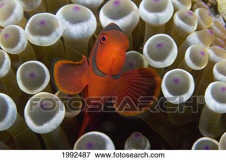 Indonesia, Male Spine-Cheek Clownfish (Premnas Biaculeatus) Within Sea Anemone (Entacmaea Quadricolor). View Large Photo Image Stock Photo - Indonesia, Male Spine-Cheek Clownfish (Premnas Biaculeatus) Within Sea Anemone (Entacmaea Quadricolor).. Fotosearch