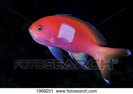 Stock Image - Indonesia, Male Square Spot Anthias (Pseudanthias Pleurotaenia). Fotosearch