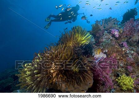 Stock Image - Indonesia, Malukas, Ambon, Diver Explores Colorful Reef.. Fotosearch