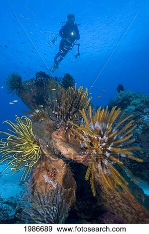 Stock Photo - Indonesia, Malukas, Ambon, Diver Explores Colorful Reef.. Fotosearch