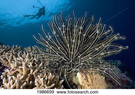 Stock Photo - Indonesia, Malukas, Ambon, Diver Swims Over Crinoid On Reef.. Fotosearch