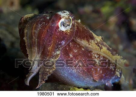 Indonesia, Maluku, Close up of Cuttlefish; Ambon View Large Photo Image Stock Image - Indonesia, Maluku, Close up of Cuttlefish; Ambon. Fotosearch