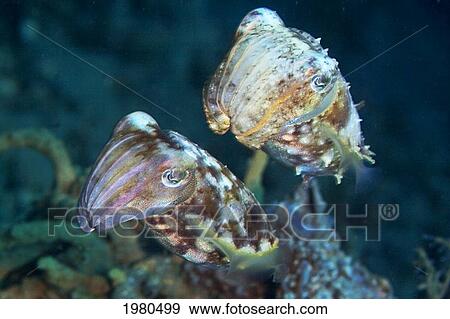 Indonesia, Maluku, Close up of Cuttlefish; Ambon View Large Photo Image Stock Photo - Indonesia, Maluku, Close up of Cuttlefish; Ambon. Fotosearch