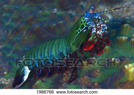 Indonesia, Mantis Shrimp on colorful sealife; Alor Island View Large Photo Image Stock Photo - Indonesia, Mantis Shrimp on colorful sealife; Alor Island. Fotosearch