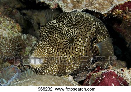 Stock Image - Indonesia, Mappa Pufferfish (Arothron Mappa).. Fotosearch