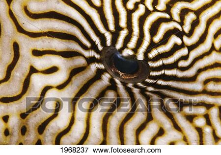 Stock Photo - Indonesia, Mappa Pufferfish (Arothron Mappa) Closeup Of The Eye.. Fotosearch