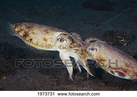 Indonesia, Mathing Papuan Cuttlefish (Sepia Papuensis); Bali View Large Photo Image Stock Image - Indonesia, Mathing Papuan Cuttlefish (Sepia Papuensis); Bali. Fotosearch