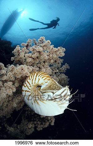 Indonesia, Nautilus Shell (Nautilus Pompilius) Close-Up Soft Coral, Diver Background Silhouetted A80H View Large Photo Image Stock Photograph - Indonesia, Nautilus Shell (Nautilus Pompilius) Close-Up Soft Coral, Diver Background Silhouetted A80H. Fotosearch