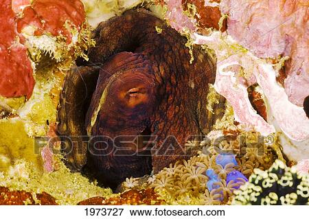 Stock Photo - Indonesia, Octopus Cyanea Disguising Itself As Part Of Coral Reef; Komodo. Fotosearch