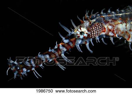 Stock Image - Indonesia, Ornate Ghost Pipefish (Solenostomus Paradoxus); Sangeang Island. Fotosearch