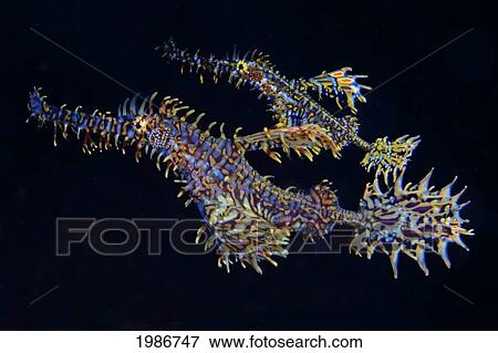 Indonesia, Ornate Ghost Pipefish (Solenostomus Paradoxus); Sangeang Island View Large Photo Image Stock Photo - Indonesia, Ornate Ghost Pipefish (Solenostomus Paradoxus); Sangeang Island. Fotosearch