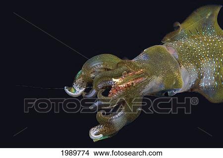 Indonesia, Oval Squid (Sepioteuthis Lessoniana) Feeds On Shrimp In Dark Water. View Large Photo Image Picture - Indonesia, Oval Squid (Sepioteuthis Lessoniana) Feeds On Shrimp In Dark Water.. Fotosearch