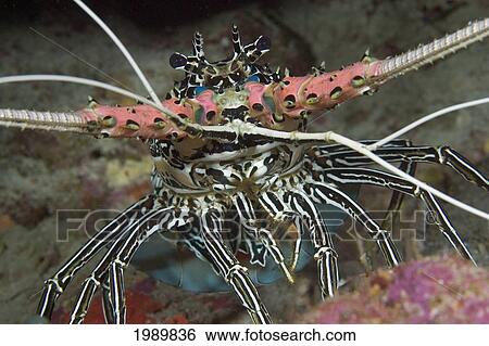 Indonesia, Painted Spiny Lobster (Panulirus Versicolor). View Large Photo Image Stock Photograph - Indonesia, Painted Spiny Lobster (Panulirus Versicolor).. Fotosearch