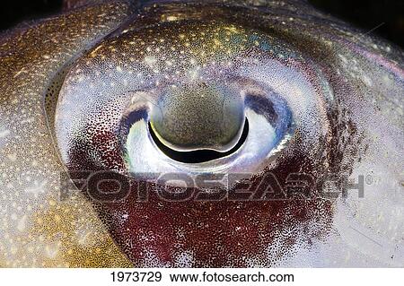 Stock Photo - Indonesia, Papuan Cuttlefish (Sepia Papuensis); Bali. Fotosearch