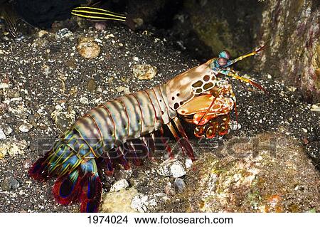 Picture - Indonesia, Peacock Mantis Shrimp (Odontodactylus Scyllarus); Komodo. Fotosearch