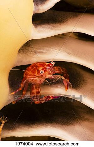 Picture - Indonesia, Pictured On Seapen; Komodo, Porcelain Crab. Fotosearch