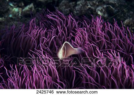 Stock Photograph - Indonesia, Pink Anenome fish in sea Anenome (Amphiprion perideraion).. Fotosearch