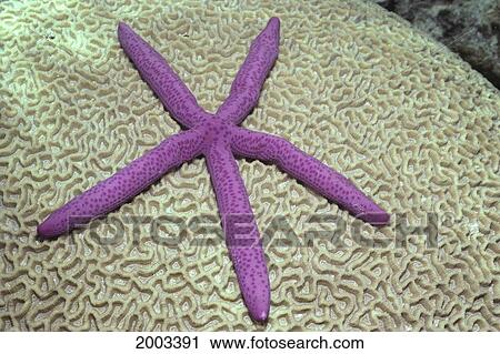 Stock Image - Indonesia, Pink Sea Star On Brain Coral. Fotosearch