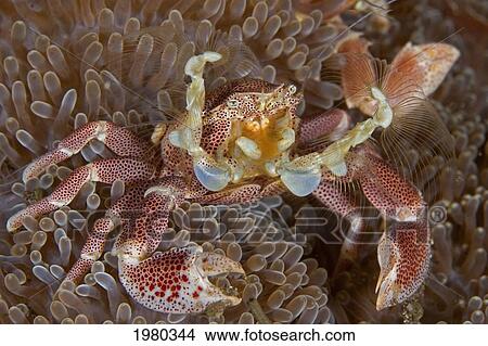 Picture - Indonesia, Porcelain Crab (Neopetrolisthes Maculata) on anemone; Pura Island. Fotosearch