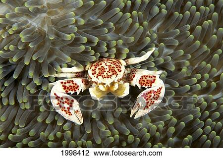 Stock Image - Indonesia, Porcelain Crab (Neopetrolisthes Ohshimai) On Anemone B1931. Fotosearch
