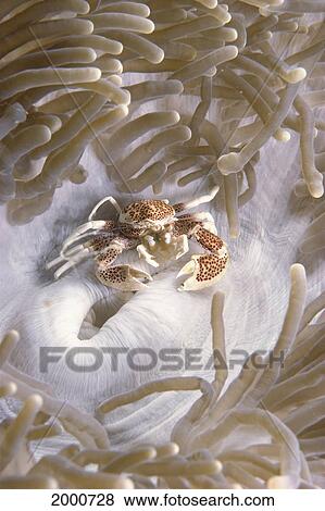 Indonesia, Porcelein Crab, (Neopetrolisthes Ohshimai) On Anemone View Large Photo Image Stock Photo - Indonesia, Porcelein Crab, (Neopetrolisthes Ohshimai) On Anemone. Fotosearch