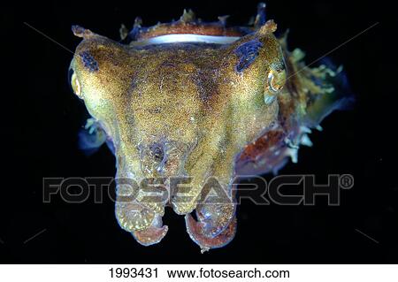 Stock Image - Indonesia, Pura, Papuan Cuttlefish, In Dark Water. Fotosearch