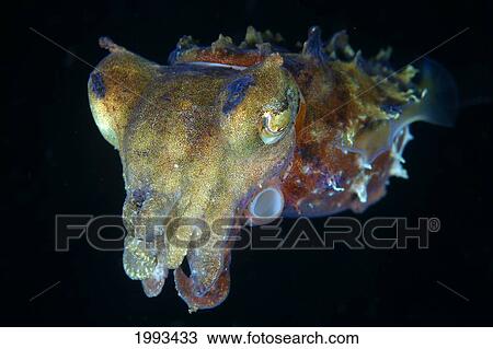 Stock Image - Indonesia, Pura, Papuan Cuttlefish, In Dark Water. Fotosearch