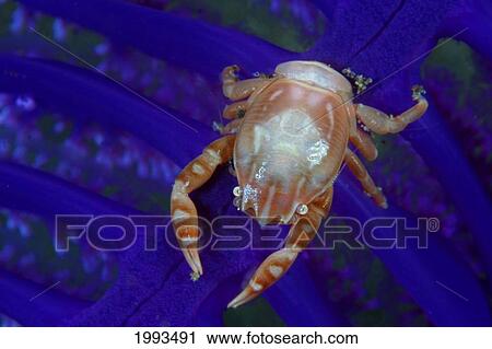 Indonesia, Pura, Porcelain Crab (Porcellana Picta) On Blue Sea Pen. View Large Photo Image Stock Image - Indonesia, Pura, Porcelain Crab (Porcellana Picta) On Blue Sea Pen.. Fotosearch