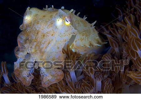 Stock Photo - Indonesia, Pygmy Cuttlefish in dark water; Sangeang Island. Fotosearch