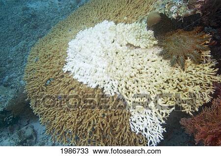 Stock Image - Indonesia, Reef Scene With Crown-Of-Thorns Starfish (Acanthaster Planci). Fotosearch