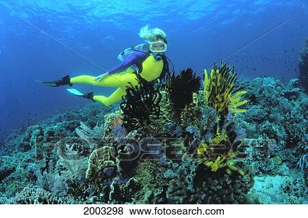 Indonesia, Reef Scene, Woman Diver Behind Crinoids (Comanthus Bennetti) View Large Photo Image Stock Photo - Indonesia, Reef Scene, Woman Diver Behind Crinoids (Comanthus Bennetti). Fotosearch
