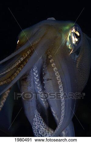 Indonesia, Reef Squid (Sepioteuthis Lessonia) at night in Banda Sea; Banda Niera Island View Large Photo Image Stock Image - Indonesia, Reef Squid (Sepioteuthis Lessonia) at night in Banda Sea; Banda Niera Island. Fotosearch