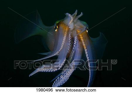 Indonesia, Reef Squid (Sepioteuthis Lessonia) at night in Banda Sea; Banda Niera Island View Large Photo Image Stock Photograph - Indonesia, Reef Squid (Sepioteuthis Lessonia) at night in Banda Sea; Banda Niera Island. Fotosearch
