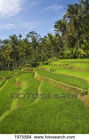 Picture - Indonesia, Rice Terraces; Bali. Fotosearch
