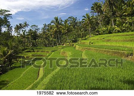 Indonesia, Rice Terraces; Bali View Large Photo Image Stock Image - Indonesia, Rice Terraces; Bali. Fotosearch