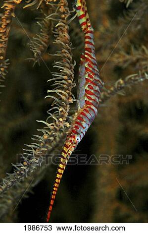 Stock Image - Indonesia, Sangeang Island, Black Coral Shrimp (Tozeuma Armatum) On Black Coral.. Fotosearch