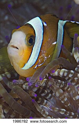 Stock Image - Indonesia, Sangeang Island, Clarks Anemonefish (Amphiprion Clarkii)With Shrimp Inside Anenome (Heteractis Magnifica).. Fotosearch