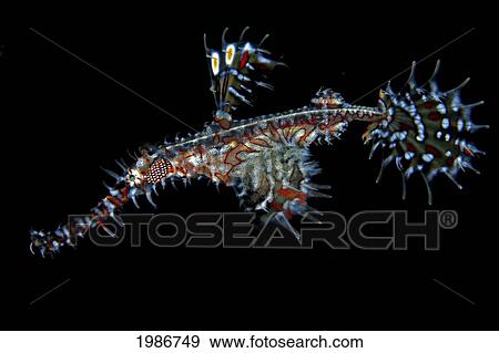 Stock Photo - Indonesia, Sangeang Island, Ornate Ghost Pipefish (Solenostomus Paradoxus). Fotosearch