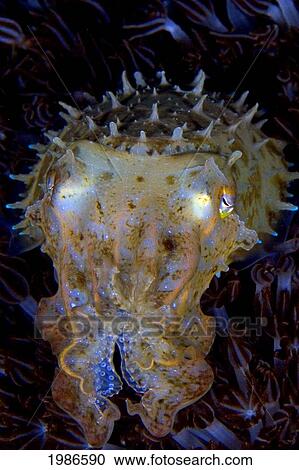 Stock Image - Indonesia, Sangeang Island, Pygmy Cuttlefish, In Dark Water.. Fotosearch
