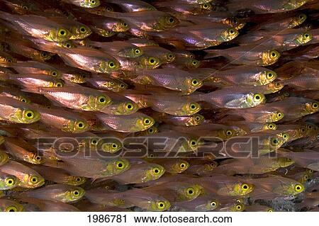 Indonesia, School Of Copper Sweepers, Small Fish With Large Yellow Eye. View Large Photo Image Stock Image - Indonesia, School Of Copper Sweepers, Small Fish With Large Yellow Eye.. Fotosearch