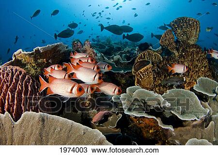 Stock Image - Indonesia, School Of Shoulderbar Soldierfish (Myripristis Kuntee); Komodo. Fotosearch