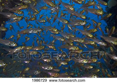 Stock Photo - Indonesia, School Of Yellow Glassy Sweepers (Parapriacanthus Ransonneti) Small Fish With Large Yellow Eye. Fotosearch