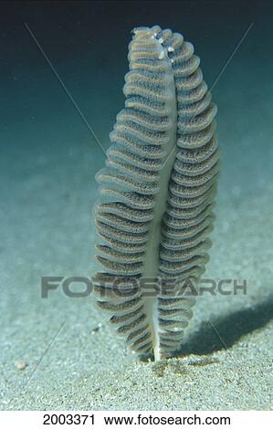 Indonesia, Sea Pen In Sandy Bottom Of Ocean With Shadow View Large Photo Image Stock Image - Indonesia, Sea Pen In Sandy Bottom Of Ocean With Shadow. Fotosearch