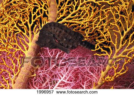Stock Photo - Indonesia, Seahorse Against (Hippocampus Kuda) Yellow And Pink Crinoids A90F. Fotosearch