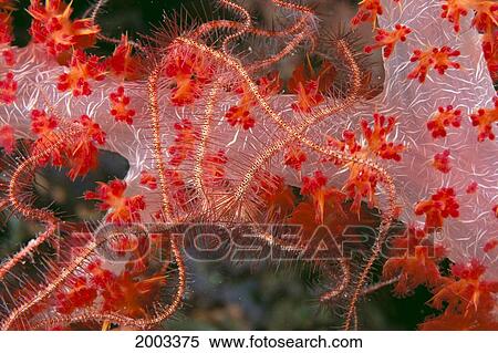 Indonesia, Serpentstar On Soft Coral, Close-Up Detail View Large Photo Image Stock Photography - Indonesia, Serpentstar On Soft Coral, Close-Up Detail. Fotosearch