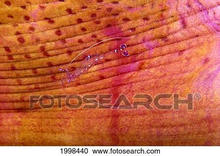 Indonesia, Shrimp On An Anemone B1940 View Large Photo Image Stock Image - Indonesia, Shrimp On An Anemone B1940. Fotosearch
